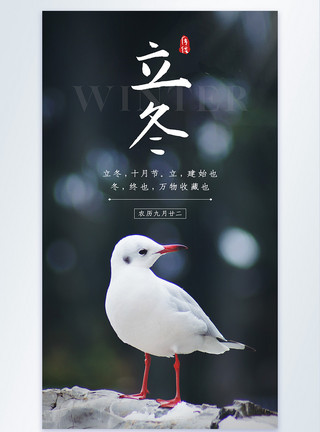 鸟撖图二十四节气之立冬节日摄影图海报模板