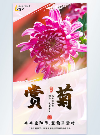 盛开的小菊花重阳赏菊摄影图海报模板