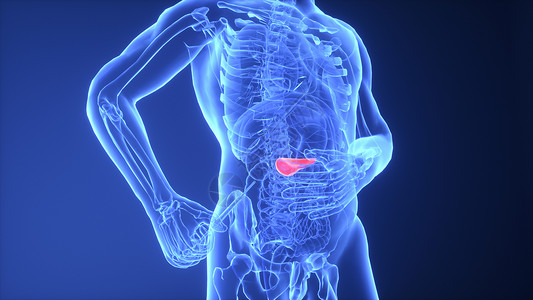 胰岛素注射3D人体分泌的高清图片