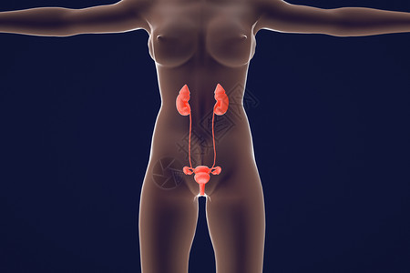 卵巢疾病女性子宫设计图片