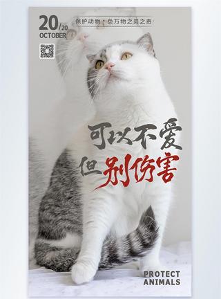 萌宠猫咪创意摄影保护动物公益摄影海报设计模板