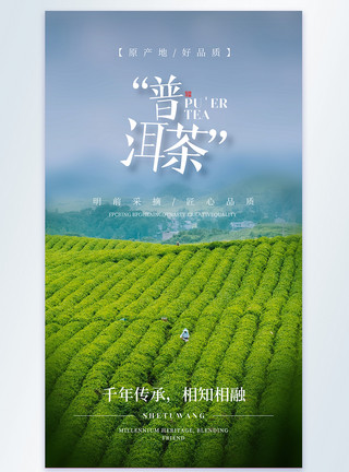 普洱茶叶有机普洱茶美食摄影图海报模板