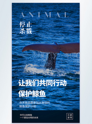 关爱海洋动物让我们共同行动保护鲸鱼公益宣传摄影图海报模板