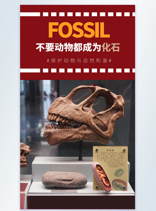 动物标本化石不要动物都成为化石宣传摄影图海报模板