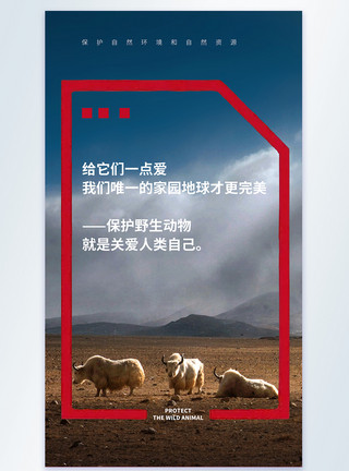 青藏高原牦牛保护野生动物宣传摄影图海报模板