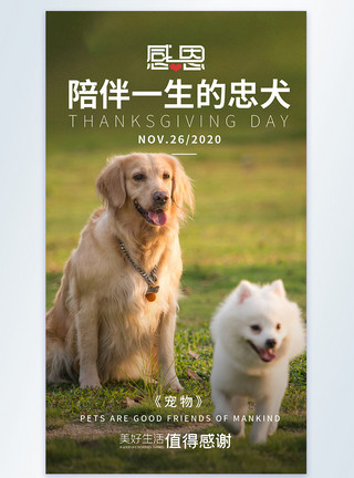 哈士奇犬感恩节感恩宠物陪伴摄影图海报模板