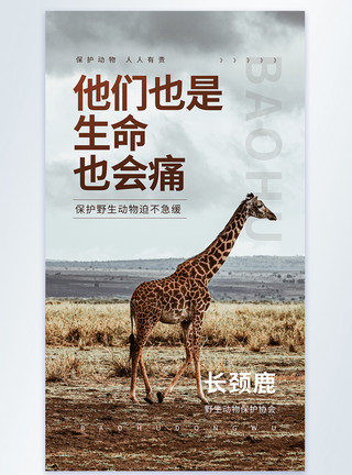 动物协会保护野生动物之长颈鹿宣传公益摄影图海报模板