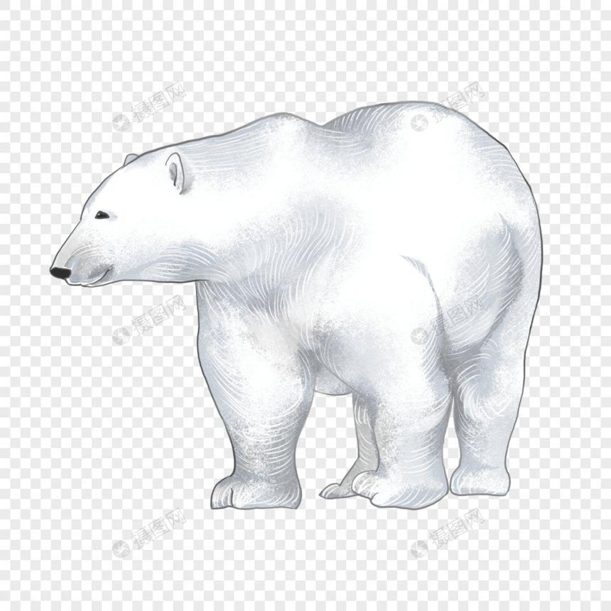 冬季白色北极熊图片