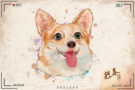 威尔士柯基犬狗狗柯基水彩明信片插画插画