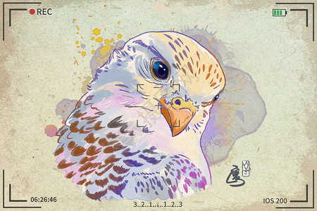 野生动物园可爱老鹰水彩明信片插画插画