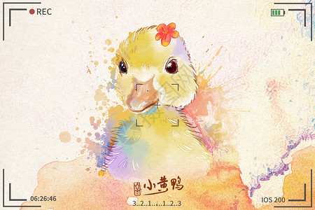 小黄鸭水彩明信片插画图片
