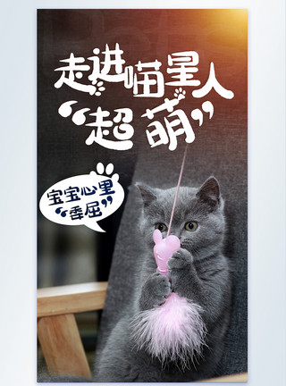 有病的猫咪特写萌宠喵星人萌态摄影图海报模板