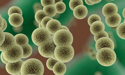 双球菌化脓性球菌高清图片