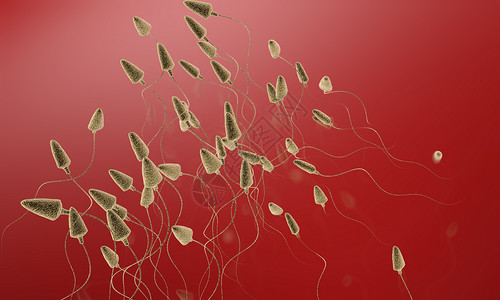 生殖的游动精子设计图片
