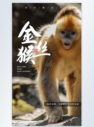 滇金丝猴保护野生动物公益宣传摄影图海报模板