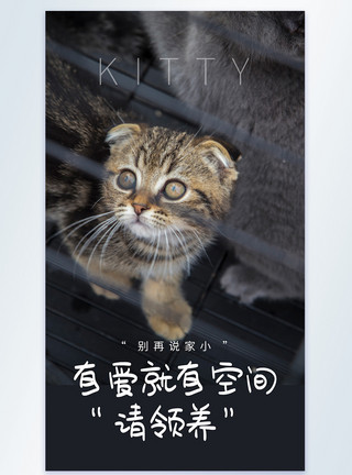 流浪猫回头看看流浪猫领养宣传摄影图海报模板