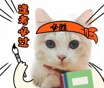 拿着铅笔猫学霸猫咪GIF高清图片