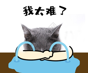 吃西瓜的猫咪难过哭泣猫咪GIF高清图片