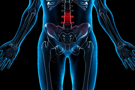 人体腰骨结构高清图片