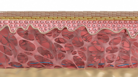衰老细胞微观皮肤模型设计图片
