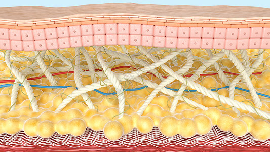 医疗网微观皮肤模型设计图片