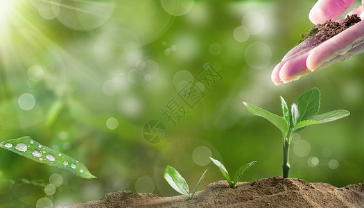 春天小树植树节设计图片