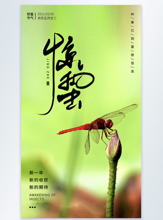 春天的蜻蜓惊蛰节气摄影图海报模板
