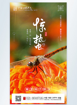 蜜蜂采蜜素材惊蛰节气摄影图海报模板
