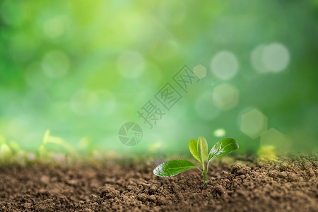 春回大地万物复苏植物萌芽设计图片