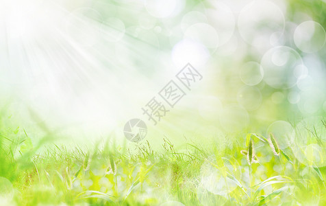 绿草如茵春天植物背景设计图片