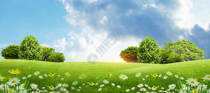 花卉蓝天植物草地背景设计图片