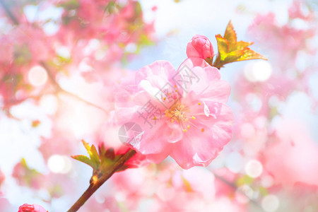 桃花节开幕春天桃花设计图片