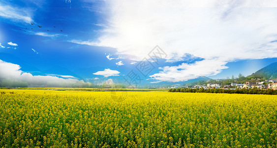 田园与花朵油菜花背景设计图片