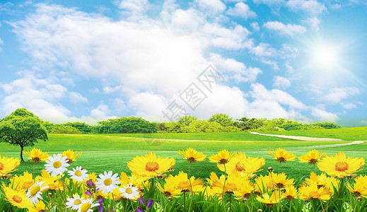 清新向日葵花海植物草地背景设计图片