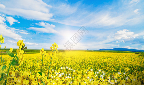 黄色花海春季油菜花设计图片