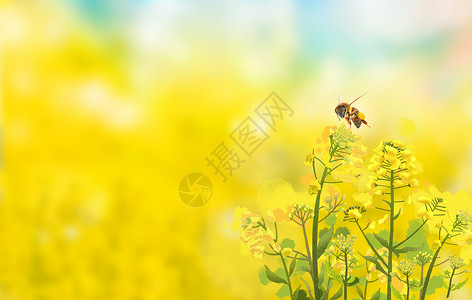 蜜蜂飞春天油菜花设计图片