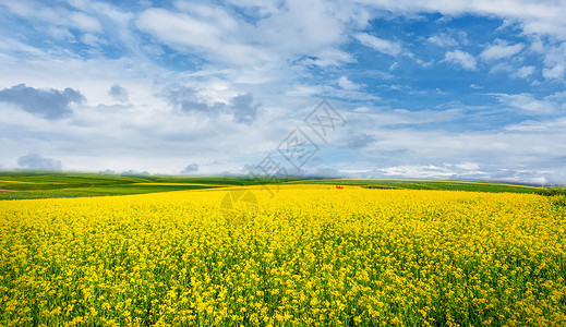 蓝天野花风景春天油菜花设计图片