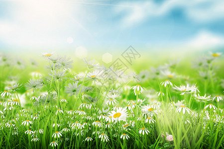 春天背景背景图片