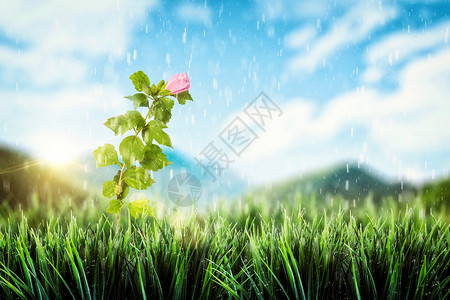 玫瑰草春天背景设计图片