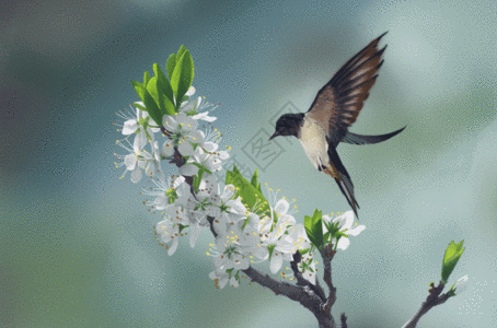 春天花卉小鸟GIF图片