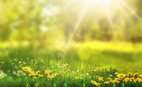 春天花草边框植物草地背景设计图片