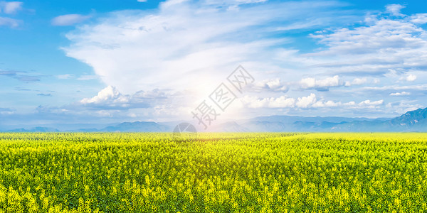 春天的田野油菜花背景设计图片