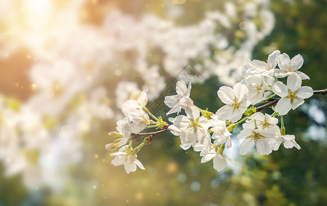 梨花树春天花朵背景设计图片