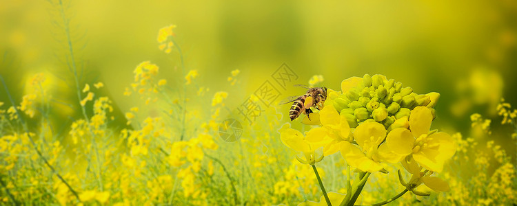 蜜李春天油菜花设计图片