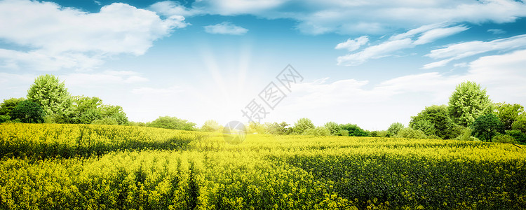 春天花海花田春天油菜花设计图片