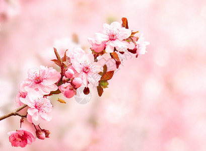 在那桃花盛开的地方浪漫樱花背景设计图片