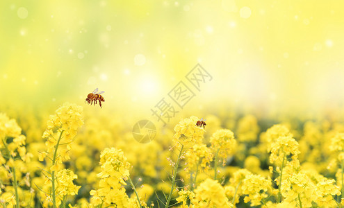 蜜蜂飞舞油菜花背景设计图片