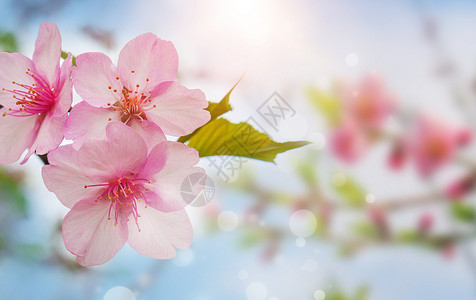 西藏林芝桃花风景春天花朵设计图片