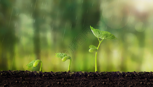 植物萌芽雨中嫩芽高清图片