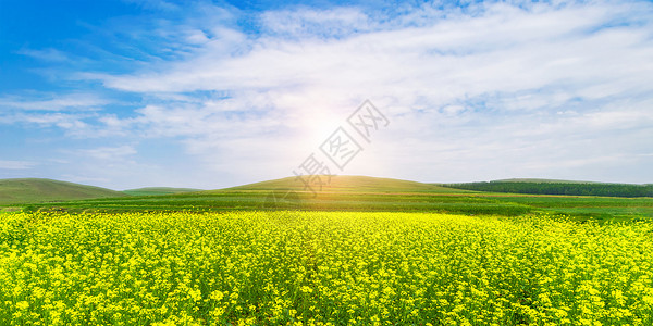 春天的田野油菜花背景设计图片